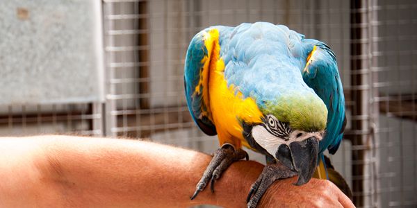 Millcreek Bird Park Whitianga